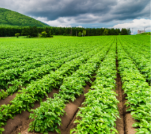 Land Leasing
